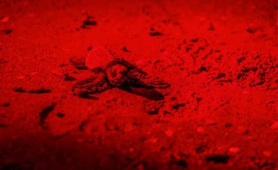 Schiuse le prime uova di caretta-caretta a Jesolo