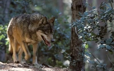 Rinviata in commissione la proposta regionale di abbattimento del lupo della Regione Veneto, al via l'iter di approvazione del Piano nazionale: è l'occasione per trovare soluzioni davvero efficaci